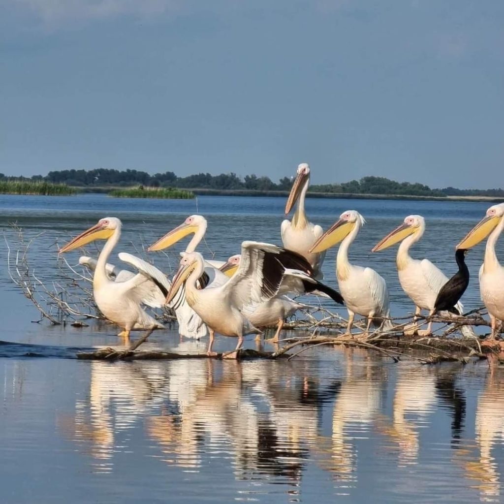 EXCURSIE PADUREA CARAORMAN 5 7 h