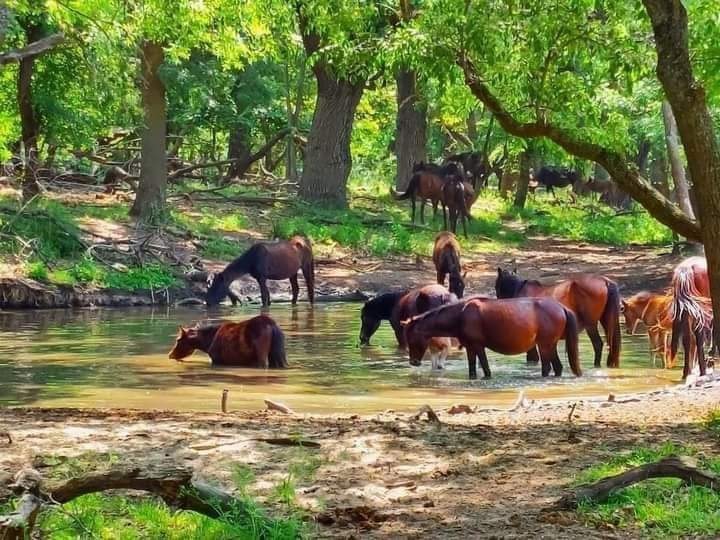 EXCURSIE PADUREA LETEA 5 – 7 h